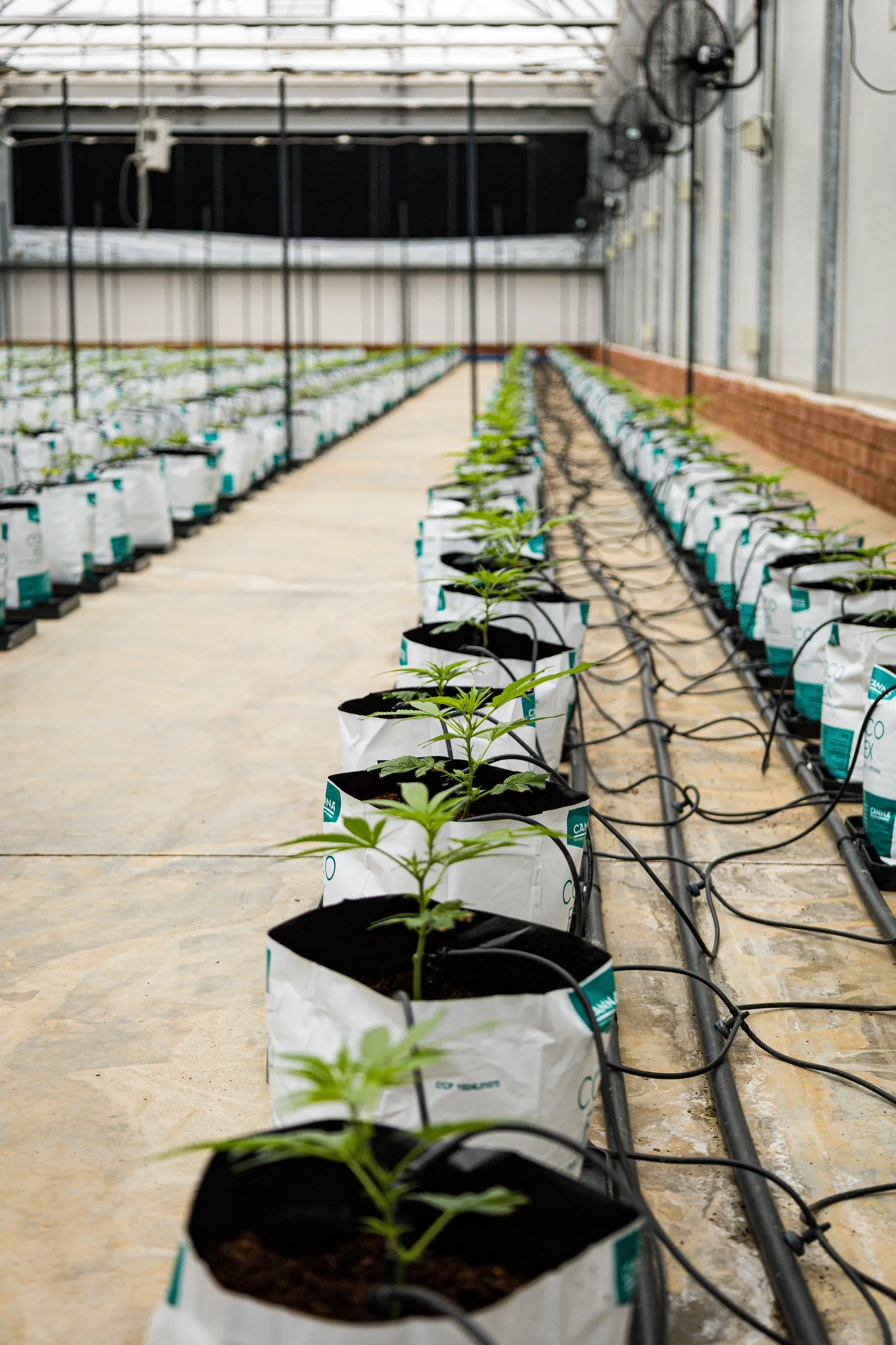 Cannabis cultivation