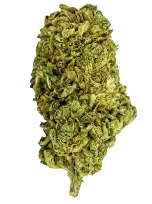 Orange Creamsicle