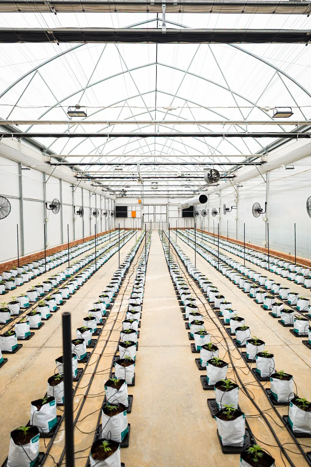 CEN Cultures post-harvest processing